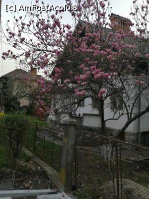 [P05] O magnolie.. » foto by MaraMura
 - 
<span class="allrVoted glyphicon glyphicon-heart hidden" id="av1298811"></span>
<a class="m-l-10 hidden" id="sv1298811" onclick="voting_Foto_DelVot(,1298811,26734)" role="button">șterge vot <span class="glyphicon glyphicon-remove"></span></a>
<a id="v91298811" class=" c-red"  onclick="voting_Foto_SetVot(1298811)" role="button"><span class="glyphicon glyphicon-heart-empty"></span> <b>LIKE</b> = Votează poza</a> <img class="hidden"  id="f1298811W9" src="/imagini/loader.gif" border="0" /><span class="AjErrMes hidden" id="e1298811ErM"></span>