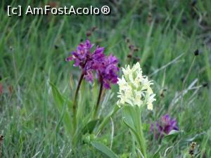 [P26] O floare omniprezentă despre care aflu că se cheamă poroinic și ar fi rudă cu orhideele » foto by Kavarnap
 - 
<span class="allrVoted glyphicon glyphicon-heart hidden" id="av1225215"></span>
<a class="m-l-10 hidden" id="sv1225215" onclick="voting_Foto_DelVot(,1225215,26806)" role="button">șterge vot <span class="glyphicon glyphicon-remove"></span></a>
<a id="v91225215" class=" c-red"  onclick="voting_Foto_SetVot(1225215)" role="button"><span class="glyphicon glyphicon-heart-empty"></span> <b>LIKE</b> = Votează poza</a> <img class="hidden"  id="f1225215W9" src="/imagini/loader.gif" border="0" /><span class="AjErrMes hidden" id="e1225215ErM"></span>