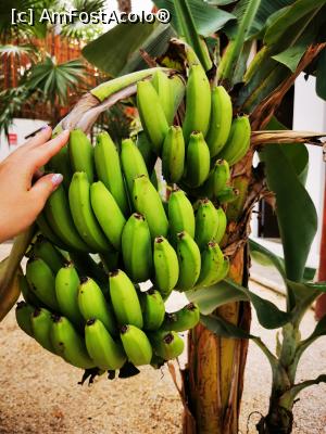 [P19] Banane verzi » foto by cata2106
 - 
<span class="allrVoted glyphicon glyphicon-heart hidden" id="av1225413"></span>
<a class="m-l-10 hidden" id="sv1225413" onclick="voting_Foto_DelVot(,1225413,26809)" role="button">șterge vot <span class="glyphicon glyphicon-remove"></span></a>
<a id="v91225413" class=" c-red"  onclick="voting_Foto_SetVot(1225413)" role="button"><span class="glyphicon glyphicon-heart-empty"></span> <b>LIKE</b> = Votează poza</a> <img class="hidden"  id="f1225413W9" src="/imagini/loader.gif" border="0" /><span class="AjErrMes hidden" id="e1225413ErM"></span>