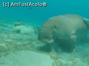 [P09] Dugongul (vaca de mare). E o raritate şi am avut marele noroc să-l găsesc dar în afara hotelului, într-o zonă numită Marsa Mubarak » foto by aurel34
 - 
<span class="allrVoted glyphicon glyphicon-heart hidden" id="av1323971"></span>
<a class="m-l-10 hidden" id="sv1323971" onclick="voting_Foto_DelVot(,1323971,26810)" role="button">șterge vot <span class="glyphicon glyphicon-remove"></span></a>
<a id="v91323971" class=" c-red"  onclick="voting_Foto_SetVot(1323971)" role="button"><span class="glyphicon glyphicon-heart-empty"></span> <b>LIKE</b> = Votează poza</a> <img class="hidden"  id="f1323971W9" src="/imagini/loader.gif" border="0" /><span class="AjErrMes hidden" id="e1323971ErM"></span>