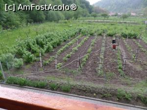 [P10] Zmeură, coacăz negru, coacăz roșu, pomi fructiferi... » foto by Safta Radu
 - 
<span class="allrVoted glyphicon glyphicon-heart hidden" id="av1226107"></span>
<a class="m-l-10 hidden" id="sv1226107" onclick="voting_Foto_DelVot(,1226107,26818)" role="button">șterge vot <span class="glyphicon glyphicon-remove"></span></a>
<a id="v91226107" class=" c-red"  onclick="voting_Foto_SetVot(1226107)" role="button"><span class="glyphicon glyphicon-heart-empty"></span> <b>LIKE</b> = Votează poza</a> <img class="hidden"  id="f1226107W9" src="/imagini/loader.gif" border="0" /><span class="AjErrMes hidden" id="e1226107ErM"></span>