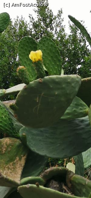[P18] Floare de cactus » foto by Mihai56
 - 
<span class="allrVoted glyphicon glyphicon-heart hidden" id="av1228237"></span>
<a class="m-l-10 hidden" id="sv1228237" onclick="voting_Foto_DelVot(,1228237,26834)" role="button">șterge vot <span class="glyphicon glyphicon-remove"></span></a>
<a id="v91228237" class=" c-red"  onclick="voting_Foto_SetVot(1228237)" role="button"><span class="glyphicon glyphicon-heart-empty"></span> <b>LIKE</b> = Votează poza</a> <img class="hidden"  id="f1228237W9" src="/imagini/loader.gif" border="0" /><span class="AjErrMes hidden" id="e1228237ErM"></span>