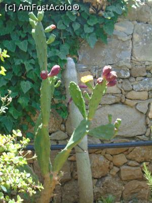 [P32] Mănăstirea Toplou - cactus înflorit » foto by Carmen Ion
 - 
<span class="allrVoted glyphicon glyphicon-heart hidden" id="av1237970"></span>
<a class="m-l-10 hidden" id="sv1237970" onclick="voting_Foto_DelVot(,1237970,26923)" role="button">șterge vot <span class="glyphicon glyphicon-remove"></span></a>
<a id="v91237970" class=" c-red"  onclick="voting_Foto_SetVot(1237970)" role="button"><span class="glyphicon glyphicon-heart-empty"></span> <b>LIKE</b> = Votează poza</a> <img class="hidden"  id="f1237970W9" src="/imagini/loader.gif" border="0" /><span class="AjErrMes hidden" id="e1237970ErM"></span>