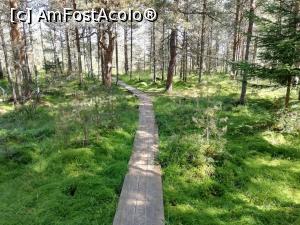 [P01] Poteca tematica tinovul Sarul Dornei » foto by simplegirl
 - 
<span class="allrVoted glyphicon glyphicon-heart hidden" id="av1103242"></span>
<a class="m-l-10 hidden" id="sv1103242" onclick="voting_Foto_DelVot(,1103242,26942)" role="button">șterge vot <span class="glyphicon glyphicon-remove"></span></a>
<a id="v91103242" class=" c-red"  onclick="voting_Foto_SetVot(1103242)" role="button"><span class="glyphicon glyphicon-heart-empty"></span> <b>LIKE</b> = Votează poza</a> <img class="hidden"  id="f1103242W9" src="/imagini/loader.gif" border="0" /><span class="AjErrMes hidden" id="e1103242ErM"></span>