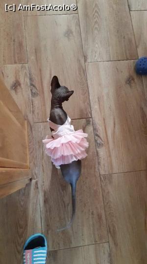 [P21] Avem și rochita de balerina » foto by adri-nico
 - 
<span class="allrVoted glyphicon glyphicon-heart hidden" id="av1248152"></span>
<a class="m-l-10 hidden" id="sv1248152" onclick="voting_Foto_DelVot(,1248152,27021)" role="button">șterge vot <span class="glyphicon glyphicon-remove"></span></a>
<a id="v91248152" class=" c-red"  onclick="voting_Foto_SetVot(1248152)" role="button"><span class="glyphicon glyphicon-heart-empty"></span> <b>LIKE</b> = Votează poza</a> <img class="hidden"  id="f1248152W9" src="/imagini/loader.gif" border="0" /><span class="AjErrMes hidden" id="e1248152ErM"></span>