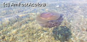 [P19] meduza care purifica apa » foto by bogdan78
 - 
<span class="allrVoted glyphicon glyphicon-heart hidden" id="av1251820"></span>
<a class="m-l-10 hidden" id="sv1251820" onclick="voting_Foto_DelVot(,1251820,27061)" role="button">șterge vot <span class="glyphicon glyphicon-remove"></span></a>
<a id="v91251820" class=" c-red"  onclick="voting_Foto_SetVot(1251820)" role="button"><span class="glyphicon glyphicon-heart-empty"></span> <b>LIKE</b> = Votează poza</a> <img class="hidden"  id="f1251820W9" src="/imagini/loader.gif" border="0" /><span class="AjErrMes hidden" id="e1251820ErM"></span>
