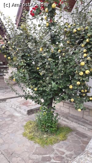 [P14] Micuțul gutui plin de roade » foto by Mitica49
 - 
<span class="allrVoted glyphicon glyphicon-heart hidden" id="av1257060"></span>
<a class="m-l-10 hidden" id="sv1257060" onclick="voting_Foto_DelVot(,1257060,27101)" role="button">șterge vot <span class="glyphicon glyphicon-remove"></span></a>
<a id="v91257060" class=" c-red"  onclick="voting_Foto_SetVot(1257060)" role="button"><span class="glyphicon glyphicon-heart-empty"></span> <b>LIKE</b> = Votează poza</a> <img class="hidden"  id="f1257060W9" src="/imagini/loader.gif" border="0" /><span class="AjErrMes hidden" id="e1257060ErM"></span>