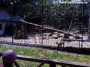 [P12] maimute la Gradina zoologica » foto by papalito
 - 
<span class="allrVoted glyphicon glyphicon-heart hidden" id="av640720"></span>
<a class="m-l-10 hidden" id="sv640720" onclick="voting_Foto_DelVot(,640720,27122)" role="button">șterge vot <span class="glyphicon glyphicon-remove"></span></a>
<a id="v9640720" class=" c-red"  onclick="voting_Foto_SetVot(640720)" role="button"><span class="glyphicon glyphicon-heart-empty"></span> <b>LIKE</b> = Votează poza</a> <img class="hidden"  id="f640720W9" src="/imagini/loader.gif" border="0" /><span class="AjErrMes hidden" id="e640720ErM"></span>