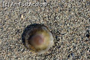 [P15] O meduza (cam multe anul acesta) » foto by cristisch2003
 - 
<span class="allrVoted glyphicon glyphicon-heart hidden" id="av1260850"></span>
<a class="m-l-10 hidden" id="sv1260850" onclick="voting_Foto_DelVot(,1260850,27135)" role="button">șterge vot <span class="glyphicon glyphicon-remove"></span></a>
<a id="v91260850" class=" c-red"  onclick="voting_Foto_SetVot(1260850)" role="button"><span class="glyphicon glyphicon-heart-empty"></span> <b>LIKE</b> = Votează poza</a> <img class="hidden"  id="f1260850W9" src="/imagini/loader.gif" border="0" /><span class="AjErrMes hidden" id="e1260850ErM"></span>