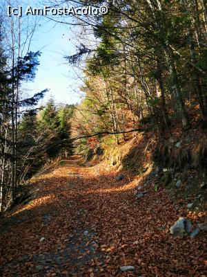 [P16] Ieșim pe un drum forestier » foto by cata2106
 - 
<span class="allrVoted glyphicon glyphicon-heart hidden" id="av1264942"></span>
<a class="m-l-10 hidden" id="sv1264942" onclick="voting_Foto_DelVot(,1264942,27136)" role="button">șterge vot <span class="glyphicon glyphicon-remove"></span></a>
<a id="v91264942" class=" c-red"  onclick="voting_Foto_SetVot(1264942)" role="button"><span class="glyphicon glyphicon-heart-empty"></span> <b>LIKE</b> = Votează poza</a> <img class="hidden"  id="f1264942W9" src="/imagini/loader.gif" border="0" /><span class="AjErrMes hidden" id="e1264942ErM"></span>