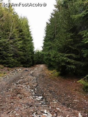 [P04] Pe drumul forestier » foto by cata2106
 - 
<span class="allrVoted glyphicon glyphicon-heart hidden" id="av1264930"></span>
<a class="m-l-10 hidden" id="sv1264930" onclick="voting_Foto_DelVot(,1264930,27136)" role="button">șterge vot <span class="glyphicon glyphicon-remove"></span></a>
<a id="v91264930" class=" c-red"  onclick="voting_Foto_SetVot(1264930)" role="button"><span class="glyphicon glyphicon-heart-empty"></span> <b>LIKE</b> = Votează poza</a> <img class="hidden"  id="f1264930W9" src="/imagini/loader.gif" border="0" /><span class="AjErrMes hidden" id="e1264930ErM"></span>