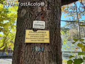 [P34] Stejarul Veronicăi » foto by adso
 - 
<span class="allrVoted glyphicon glyphicon-heart hidden" id="av1261960"></span>
<a class="m-l-10 hidden" id="sv1261960" onclick="voting_Foto_DelVot(,1261960,27139)" role="button">șterge vot <span class="glyphicon glyphicon-remove"></span></a>
<a id="v91261960" class=" c-red"  onclick="voting_Foto_SetVot(1261960)" role="button"><span class="glyphicon glyphicon-heart-empty"></span> <b>LIKE</b> = Votează poza</a> <img class="hidden"  id="f1261960W9" src="/imagini/loader.gif" border="0" /><span class="AjErrMes hidden" id="e1261960ErM"></span>