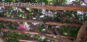 [P32] Andriani's Guest House: bolta cu bougainvillea sub care sunt aşezate mesele pentru micul-dejun » foto by irinad
 - 
<span class="allrVoted glyphicon glyphicon-heart hidden" id="av1263437"></span>
<a class="m-l-10 hidden" id="sv1263437" onclick="voting_Foto_DelVot(,1263437,27166)" role="button">șterge vot <span class="glyphicon glyphicon-remove"></span></a>
<a id="v91263437" class=" c-red"  onclick="voting_Foto_SetVot(1263437)" role="button"><span class="glyphicon glyphicon-heart-empty"></span> <b>LIKE</b> = Votează poza</a> <img class="hidden"  id="f1263437W9" src="/imagini/loader.gif" border="0" /><span class="AjErrMes hidden" id="e1263437ErM"></span>