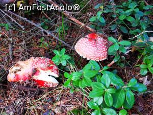 [P56] Amanita Muscaria » foto by cata2106
 - 
<span class="allrVoted glyphicon glyphicon-heart hidden" id="av1264180"></span>
<a class="m-l-10 hidden" id="sv1264180" onclick="voting_Foto_DelVot(,1264180,27171)" role="button">șterge vot <span class="glyphicon glyphicon-remove"></span></a>
<a id="v91264180" class=" c-red"  onclick="voting_Foto_SetVot(1264180)" role="button"><span class="glyphicon glyphicon-heart-empty"></span> <b>LIKE</b> = Votează poza</a> <img class="hidden"  id="f1264180W9" src="/imagini/loader.gif" border="0" /><span class="AjErrMes hidden" id="e1264180ErM"></span>