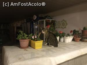 [P19] Kumsal Restaurant Gelibolu – motanul restauantului » foto by nicole33
 - 
<span class="allrVoted glyphicon glyphicon-heart hidden" id="av1267287"></span>
<a class="m-l-10 hidden" id="sv1267287" onclick="voting_Foto_DelVot(,1267287,27201)" role="button">șterge vot <span class="glyphicon glyphicon-remove"></span></a>
<a id="v91267287" class=" c-red"  onclick="voting_Foto_SetVot(1267287)" role="button"><span class="glyphicon glyphicon-heart-empty"></span> <b>LIKE</b> = Votează poza</a> <img class="hidden"  id="f1267287W9" src="/imagini/loader.gif" border="0" /><span class="AjErrMes hidden" id="e1267287ErM"></span>