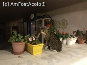 [P05] Kumsal Restaurant Gelibolu – mascota restaurantului » foto by nicole33
 - 
<span class="allrVoted glyphicon glyphicon-heart hidden" id="av1267273"></span>
<a class="m-l-10 hidden" id="sv1267273" onclick="voting_Foto_DelVot(,1267273,27201)" role="button">șterge vot <span class="glyphicon glyphicon-remove"></span></a>
<a id="v91267273" class=" c-red"  onclick="voting_Foto_SetVot(1267273)" role="button"><span class="glyphicon glyphicon-heart-empty"></span> <b>LIKE</b> = Votează poza</a> <img class="hidden"  id="f1267273W9" src="/imagini/loader.gif" border="0" /><span class="AjErrMes hidden" id="e1267273ErM"></span>