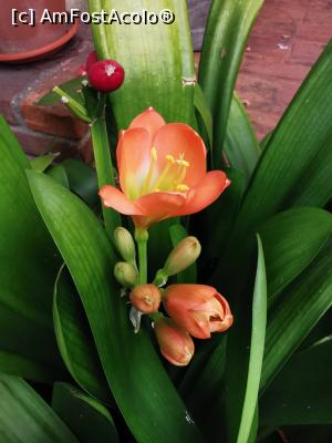 [P13] Ce floare e asta? » foto by ultrasro
 - 
<span class="allrVoted glyphicon glyphicon-heart hidden" id="av1267770"></span>
<a class="m-l-10 hidden" id="sv1267770" onclick="voting_Foto_DelVot(,1267770,27208)" role="button">șterge vot <span class="glyphicon glyphicon-remove"></span></a>
<a id="v91267770" class=" c-red"  onclick="voting_Foto_SetVot(1267770)" role="button"><span class="glyphicon glyphicon-heart-empty"></span> <b>LIKE</b> = Votează poza</a> <img class="hidden"  id="f1267770W9" src="/imagini/loader.gif" border="0" /><span class="AjErrMes hidden" id="e1267770ErM"></span>