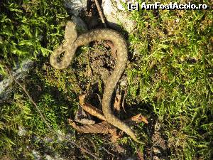 [P17] Vedeta de Emen (vipera cu corn)  » foto by Testosu'
 - 
<span class="allrVoted glyphicon glyphicon-heart hidden" id="av597332"></span>
<a class="m-l-10 hidden" id="sv597332" onclick="voting_Foto_DelVot(,597332,27237)" role="button">șterge vot <span class="glyphicon glyphicon-remove"></span></a>
<a id="v9597332" class=" c-red"  onclick="voting_Foto_SetVot(597332)" role="button"><span class="glyphicon glyphicon-heart-empty"></span> <b>LIKE</b> = Votează poza</a> <img class="hidden"  id="f597332W9" src="/imagini/loader.gif" border="0" /><span class="AjErrMes hidden" id="e597332ErM"></span>