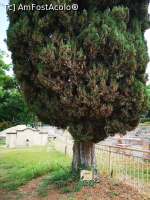 [P21] Copaci seculari în parcul  Momina Salza » foto by crismis
 - 
<span class="allrVoted glyphicon glyphicon-heart hidden" id="av1316662"></span>
<a class="m-l-10 hidden" id="sv1316662" onclick="voting_Foto_DelVot(,1316662,27256)" role="button">șterge vot <span class="glyphicon glyphicon-remove"></span></a>
<a id="v91316662" class=" c-red"  onclick="voting_Foto_SetVot(1316662)" role="button"><span class="glyphicon glyphicon-heart-empty"></span> <b>LIKE</b> = Votează poza</a> <img class="hidden"  id="f1316662W9" src="/imagini/loader.gif" border="0" /><span class="AjErrMes hidden" id="e1316662ErM"></span>
