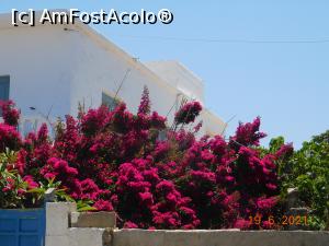 [P27] Bougainvillea din Agia Marina » foto by irinad
 - 
<span class="allrVoted glyphicon glyphicon-heart hidden" id="av1273586"></span>
<a class="m-l-10 hidden" id="sv1273586" onclick="voting_Foto_DelVot(,1273586,27259)" role="button">șterge vot <span class="glyphicon glyphicon-remove"></span></a>
<a id="v91273586" class=" c-red"  onclick="voting_Foto_SetVot(1273586)" role="button"><span class="glyphicon glyphicon-heart-empty"></span> <b>LIKE</b> = Votează poza</a> <img class="hidden"  id="f1273586W9" src="/imagini/loader.gif" border="0" /><span class="AjErrMes hidden" id="e1273586ErM"></span>