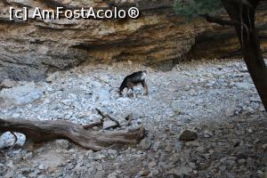 [P31] Creta, Cheile Imbros și o căpriță sălbatică, am mai văzut și în alt loc... » foto by mprofeanu
 - 
<span class="allrVoted glyphicon glyphicon-heart hidden" id="av1276637"></span>
<a class="m-l-10 hidden" id="sv1276637" onclick="voting_Foto_DelVot(,1276637,27290)" role="button">șterge vot <span class="glyphicon glyphicon-remove"></span></a>
<a id="v91276637" class=" c-red"  onclick="voting_Foto_SetVot(1276637)" role="button"><span class="glyphicon glyphicon-heart-empty"></span> <b>LIKE</b> = Votează poza</a> <img class="hidden"  id="f1276637W9" src="/imagini/loader.gif" border="0" /><span class="AjErrMes hidden" id="e1276637ErM"></span>