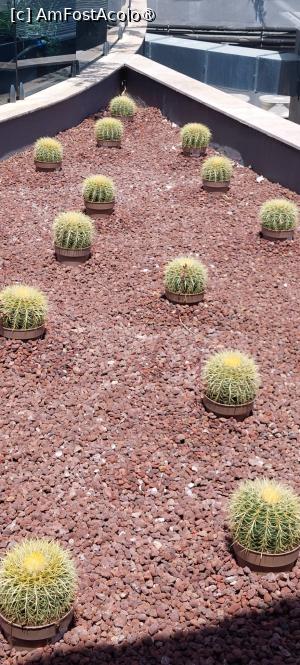 [P47] Cactușii la ei acasă! » foto by moraru marian
 - 
<span class="allrVoted glyphicon glyphicon-heart hidden" id="av1432028"></span>
<a class="m-l-10 hidden" id="sv1432028" onclick="voting_Foto_DelVot(,1432028,27306)" role="button">șterge vot <span class="glyphicon glyphicon-remove"></span></a>
<a id="v91432028" class=" c-red"  onclick="voting_Foto_SetVot(1432028)" role="button"><span class="glyphicon glyphicon-heart-empty"></span> <b>LIKE</b> = Votează poza</a> <img class="hidden"  id="f1432028W9" src="/imagini/loader.gif" border="0" /><span class="AjErrMes hidden" id="e1432028ErM"></span>