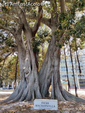 [P18] Un ficus imens la statia de autobuze din Piazza Matteotti » foto by ultrasro
 - 
<span class="allrVoted glyphicon glyphicon-heart hidden" id="av1279031"></span>
<a class="m-l-10 hidden" id="sv1279031" onclick="voting_Foto_DelVot(,1279031,27317)" role="button">șterge vot <span class="glyphicon glyphicon-remove"></span></a>
<a id="v91279031" class=" c-red"  onclick="voting_Foto_SetVot(1279031)" role="button"><span class="glyphicon glyphicon-heart-empty"></span> <b>LIKE</b> = Votează poza</a> <img class="hidden"  id="f1279031W9" src="/imagini/loader.gif" border="0" /><span class="AjErrMes hidden" id="e1279031ErM"></span>
