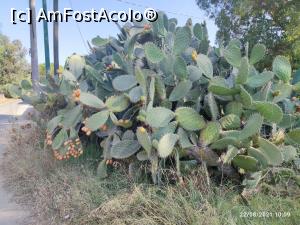 [P20] Productie buna de fructe de cactus » foto by ultrasro
 - 
<span class="allrVoted glyphicon glyphicon-heart hidden" id="av1279393"></span>
<a class="m-l-10 hidden" id="sv1279393" onclick="voting_Foto_DelVot(,1279393,27325)" role="button">șterge vot <span class="glyphicon glyphicon-remove"></span></a>
<a id="v91279393" class=" c-red"  onclick="voting_Foto_SetVot(1279393)" role="button"><span class="glyphicon glyphicon-heart-empty"></span> <b>LIKE</b> = Votează poza</a> <img class="hidden"  id="f1279393W9" src="/imagini/loader.gif" border="0" /><span class="AjErrMes hidden" id="e1279393ErM"></span>