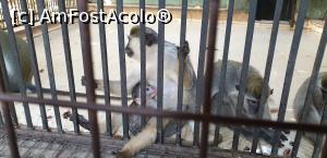 [P25] Feluca duce turistii pe insula bananierilor, unde intr-o cusca maimutele cersesc mancare turistilor. » foto by Lisa
 - 
<span class="allrVoted glyphicon glyphicon-heart hidden" id="av1281681"></span>
<a class="m-l-10 hidden" id="sv1281681" onclick="voting_Foto_DelVot(,1281681,27357)" role="button">șterge vot <span class="glyphicon glyphicon-remove"></span></a>
<a id="v91281681" class=" c-red"  onclick="voting_Foto_SetVot(1281681)" role="button"><span class="glyphicon glyphicon-heart-empty"></span> <b>LIKE</b> = Votează poza</a> <img class="hidden"  id="f1281681W9" src="/imagini/loader.gif" border="0" /><span class="AjErrMes hidden" id="e1281681ErM"></span>