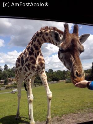 [P10] Girafa asta simpatică tocmai mănâncă din mâna soțului. 

Concluzie: are limba aspră ???????????????? » foto by MarinaCo
 - 
<span class="allrVoted glyphicon glyphicon-heart hidden" id="av1283263"></span>
<a class="m-l-10 hidden" id="sv1283263" onclick="voting_Foto_DelVot(,1283263,27373)" role="button">șterge vot <span class="glyphicon glyphicon-remove"></span></a>
<a id="v91283263" class=" c-red"  onclick="voting_Foto_SetVot(1283263)" role="button"><span class="glyphicon glyphicon-heart-empty"></span> <b>LIKE</b> = Votează poza</a> <img class="hidden"  id="f1283263W9" src="/imagini/loader.gif" border="0" /><span class="AjErrMes hidden" id="e1283263ErM"></span>