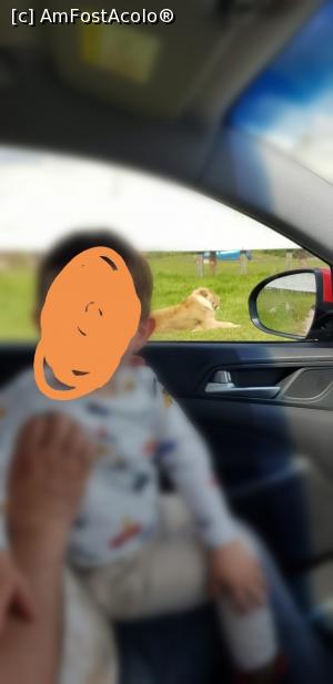 [P16] Leoiaca supraveghează teritoriul » foto by MarinaCo
 - 
<span class="allrVoted glyphicon glyphicon-heart hidden" id="av1283269"></span>
<a class="m-l-10 hidden" id="sv1283269" onclick="voting_Foto_DelVot(,1283269,27373)" role="button">șterge vot <span class="glyphicon glyphicon-remove"></span></a>
<a id="v91283269" class=" c-red"  onclick="voting_Foto_SetVot(1283269)" role="button"><span class="glyphicon glyphicon-heart-empty"></span> <b>LIKE</b> = Votează poza</a> <img class="hidden"  id="f1283269W9" src="/imagini/loader.gif" border="0" /><span class="AjErrMes hidden" id="e1283269ErM"></span>