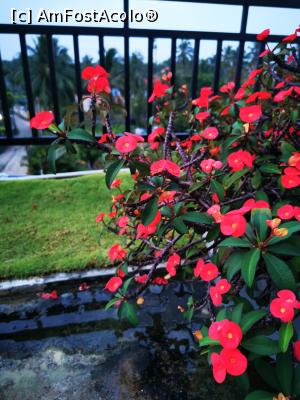 [P44] Florile pensiunii » foto by cata2106
 - 
<span class="allrVoted glyphicon glyphicon-heart hidden" id="av1284455"></span>
<a class="m-l-10 hidden" id="sv1284455" onclick="voting_Foto_DelVot(,1284455,27380)" role="button">șterge vot <span class="glyphicon glyphicon-remove"></span></a>
<a id="v91284455" class=" c-red"  onclick="voting_Foto_SetVot(1284455)" role="button"><span class="glyphicon glyphicon-heart-empty"></span> <b>LIKE</b> = Votează poza</a> <img class="hidden"  id="f1284455W9" src="/imagini/loader.gif" border="0" /><span class="AjErrMes hidden" id="e1284455ErM"></span>