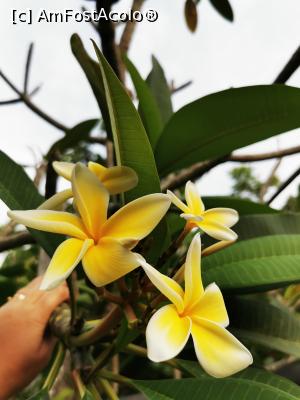 [P55] Floare de frangipani sau plumeria » foto by cata2106
 - 
<span class="allrVoted glyphicon glyphicon-heart hidden" id="av1286364"></span>
<a class="m-l-10 hidden" id="sv1286364" onclick="voting_Foto_DelVot(,1286364,27390)" role="button">șterge vot <span class="glyphicon glyphicon-remove"></span></a>
<a id="v91286364" class=" c-red"  onclick="voting_Foto_SetVot(1286364)" role="button"><span class="glyphicon glyphicon-heart-empty"></span> <b>LIKE</b> = Votează poza</a> <img class="hidden"  id="f1286364W9" src="/imagini/loader.gif" border="0" /><span class="AjErrMes hidden" id="e1286364ErM"></span>