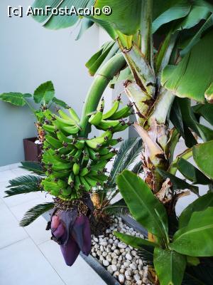 [P31] Un mic bananier &icirc;n curte » foto by crismis
 - 
<span class="allrVoted glyphicon glyphicon-heart hidden" id="av1287009"></span>
<a class="m-l-10 hidden" id="sv1287009" onclick="voting_Foto_DelVot(,1287009,27393)" role="button">șterge vot <span class="glyphicon glyphicon-remove"></span></a>
<a id="v91287009" class=" c-red"  onclick="voting_Foto_SetVot(1287009)" role="button"><span class="glyphicon glyphicon-heart-empty"></span> <b>LIKE</b> = Votează poza</a> <img class="hidden"  id="f1287009W9" src="/imagini/loader.gif" border="0" /><span class="AjErrMes hidden" id="e1287009ErM"></span>