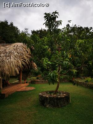 [P35] Mango în mijlocul curții » foto by cata2106
 - 
<span class="allrVoted glyphicon glyphicon-heart hidden" id="av1287801"></span>
<a class="m-l-10 hidden" id="sv1287801" onclick="voting_Foto_DelVot(,1287801,27399)" role="button">șterge vot <span class="glyphicon glyphicon-remove"></span></a>
<a id="v91287801" class=" c-red"  onclick="voting_Foto_SetVot(1287801)" role="button"><span class="glyphicon glyphicon-heart-empty"></span> <b>LIKE</b> = Votează poza</a> <img class="hidden"  id="f1287801W9" src="/imagini/loader.gif" border="0" /><span class="AjErrMes hidden" id="e1287801ErM"></span>