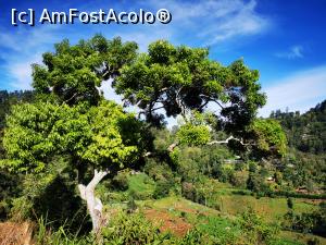 [P32] Un copac interesant în curte » foto by cata2106
 - 
<span class="allrVoted glyphicon glyphicon-heart hidden" id="av1289634"></span>
<a class="m-l-10 hidden" id="sv1289634" onclick="voting_Foto_DelVot(,1289634,27411)" role="button">șterge vot <span class="glyphicon glyphicon-remove"></span></a>
<a id="v91289634" class=" c-red"  onclick="voting_Foto_SetVot(1289634)" role="button"><span class="glyphicon glyphicon-heart-empty"></span> <b>LIKE</b> = Votează poza</a> <img class="hidden"  id="f1289634W9" src="/imagini/loader.gif" border="0" /><span class="AjErrMes hidden" id="e1289634ErM"></span>