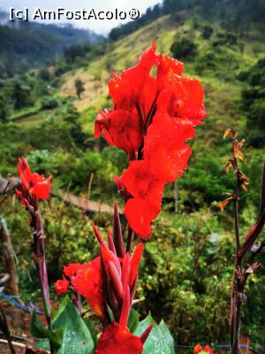 [P07] Flori în curte » foto by cata2106
 - 
<span class="allrVoted glyphicon glyphicon-heart hidden" id="av1289609"></span>
<a class="m-l-10 hidden" id="sv1289609" onclick="voting_Foto_DelVot(,1289609,27411)" role="button">șterge vot <span class="glyphicon glyphicon-remove"></span></a>
<a id="v91289609" class=" c-red"  onclick="voting_Foto_SetVot(1289609)" role="button"><span class="glyphicon glyphicon-heart-empty"></span> <b>LIKE</b> = Votează poza</a> <img class="hidden"  id="f1289609W9" src="/imagini/loader.gif" border="0" /><span class="AjErrMes hidden" id="e1289609ErM"></span>