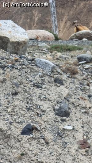 [P11] marmota jucăușă » foto by robert
 - 
<span class="allrVoted glyphicon glyphicon-heart hidden" id="av1322628"></span>
<a class="m-l-10 hidden" id="sv1322628" onclick="voting_Foto_DelVot(,1322628,27498)" role="button">șterge vot <span class="glyphicon glyphicon-remove"></span></a>
<a id="v91322628" class=" c-red"  onclick="voting_Foto_SetVot(1322628)" role="button"><span class="glyphicon glyphicon-heart-empty"></span> <b>LIKE</b> = Votează poza</a> <img class="hidden"  id="f1322628W9" src="/imagini/loader.gif" border="0" /><span class="AjErrMes hidden" id="e1322628ErM"></span>