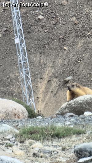 [P12] marmota jucăușă » foto by robert
 - 
<span class="allrVoted glyphicon glyphicon-heart hidden" id="av1322629"></span>
<a class="m-l-10 hidden" id="sv1322629" onclick="voting_Foto_DelVot(,1322629,27498)" role="button">șterge vot <span class="glyphicon glyphicon-remove"></span></a>
<a id="v91322629" class=" c-red"  onclick="voting_Foto_SetVot(1322629)" role="button"><span class="glyphicon glyphicon-heart-empty"></span> <b>LIKE</b> = Votează poza</a> <img class="hidden"  id="f1322629W9" src="/imagini/loader.gif" border="0" /><span class="AjErrMes hidden" id="e1322629ErM"></span>