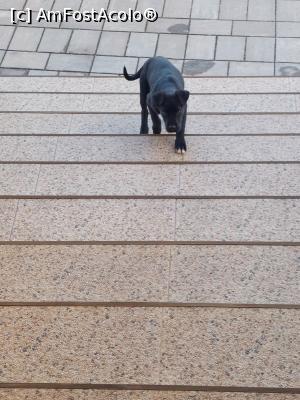 [P02] Seful pensiunii, acum cred ca a crescut » foto by ancutza26
 - 
<span class="allrVoted glyphicon glyphicon-heart hidden" id="av1305110"></span>
<a class="m-l-10 hidden" id="sv1305110" onclick="voting_Foto_DelVot(,1305110,27527)" role="button">șterge vot <span class="glyphicon glyphicon-remove"></span></a>
<a id="v91305110" class=" c-red"  onclick="voting_Foto_SetVot(1305110)" role="button"><span class="glyphicon glyphicon-heart-empty"></span> <b>LIKE</b> = Votează poza</a> <img class="hidden"  id="f1305110W9" src="/imagini/loader.gif" border="0" /><span class="AjErrMes hidden" id="e1305110ErM"></span>