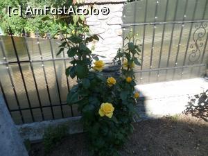 [P19] Trandafiri superbi. » foto by Safta Radu
 - 
<span class="allrVoted glyphicon glyphicon-heart hidden" id="av1305373"></span>
<a class="m-l-10 hidden" id="sv1305373" onclick="voting_Foto_DelVot(,1305373,27531)" role="button">șterge vot <span class="glyphicon glyphicon-remove"></span></a>
<a id="v91305373" class=" c-red"  onclick="voting_Foto_SetVot(1305373)" role="button"><span class="glyphicon glyphicon-heart-empty"></span> <b>LIKE</b> = Votează poza</a> <img class="hidden"  id="f1305373W9" src="/imagini/loader.gif" border="0" /><span class="AjErrMes hidden" id="e1305373ErM"></span>