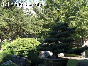 [P28] Museul Bonsai - o lume fascinanta » foto by mishu
 - 
<span class="allrVoted glyphicon glyphicon-heart hidden" id="av1312923"></span>
<a class="m-l-10 hidden" id="sv1312923" onclick="voting_Foto_DelVot(,1312923,27609)" role="button">șterge vot <span class="glyphicon glyphicon-remove"></span></a>
<a id="v91312923" class=" c-red"  onclick="voting_Foto_SetVot(1312923)" role="button"><span class="glyphicon glyphicon-heart-empty"></span> <b>LIKE</b> = Votează poza</a> <img class="hidden"  id="f1312923W9" src="/imagini/loader.gif" border="0" /><span class="AjErrMes hidden" id="e1312923ErM"></span>