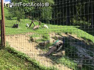 [P20] Manastira Predeal - si ceva pasari prin curte » foto by mishu
 - 
<span class="allrVoted glyphicon glyphicon-heart hidden" id="av1324591"></span>
<a class="m-l-10 hidden" id="sv1324591" onclick="voting_Foto_DelVot(,1324591,27705)" role="button">șterge vot <span class="glyphicon glyphicon-remove"></span></a>
<a id="v91324591" class=" c-red"  onclick="voting_Foto_SetVot(1324591)" role="button"><span class="glyphicon glyphicon-heart-empty"></span> <b>LIKE</b> = Votează poza</a> <img class="hidden"  id="f1324591W9" src="/imagini/loader.gif" border="0" /><span class="AjErrMes hidden" id="e1324591ErM"></span>