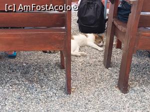[P18] Pisica de la Anna's Cantina, adorabilă! » foto by maryka
 - 
<span class="allrVoted glyphicon glyphicon-heart hidden" id="av1328298"></span>
<a class="m-l-10 hidden" id="sv1328298" onclick="voting_Foto_DelVot(,1328298,27728)" role="button">șterge vot <span class="glyphicon glyphicon-remove"></span></a>
<a id="v91328298" class=" c-red"  onclick="voting_Foto_SetVot(1328298)" role="button"><span class="glyphicon glyphicon-heart-empty"></span> <b>LIKE</b> = Votează poza</a> <img class="hidden"  id="f1328298W9" src="/imagini/loader.gif" border="0" /><span class="AjErrMes hidden" id="e1328298ErM"></span>