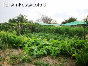 [P21] Casa Lopa; grădina de legume » foto by crismis
 - 
<span class="allrVoted glyphicon glyphicon-heart hidden" id="av1331040"></span>
<a class="m-l-10 hidden" id="sv1331040" onclick="voting_Foto_DelVot(,1331040,27745)" role="button">șterge vot <span class="glyphicon glyphicon-remove"></span></a>
<a id="v91331040" class=" c-red"  onclick="voting_Foto_SetVot(1331040)" role="button"><span class="glyphicon glyphicon-heart-empty"></span> <b>LIKE</b> = Votează poza</a> <img class="hidden"  id="f1331040W9" src="/imagini/loader.gif" border="0" /><span class="AjErrMes hidden" id="e1331040ErM"></span>