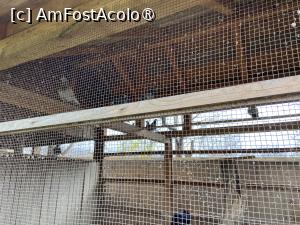 [P78] Pensiunea Melania Chiojdu - voliera » foto by nicole33
 - 
<span class="allrVoted glyphicon glyphicon-heart hidden" id="av1511543"></span>
<a class="m-l-10 hidden" id="sv1511543" onclick="voting_Foto_DelVot(,1511543,27780)" role="button">șterge vot <span class="glyphicon glyphicon-remove"></span></a>
<a id="v91511543" class=" c-red"  onclick="voting_Foto_SetVot(1511543)" role="button"><span class="glyphicon glyphicon-heart-empty"></span> <b>LIKE</b> = Votează poza</a> <img class="hidden"  id="f1511543W9" src="/imagini/loader.gif" border="0" /><span class="AjErrMes hidden" id="e1511543ErM"></span>