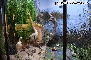[P17] PAsari de balta » foto by cristianam
 - 
<span class="allrVoted glyphicon glyphicon-heart hidden" id="av529398"></span>
<a class="m-l-10 hidden" id="sv529398" onclick="voting_Foto_DelVot(,529398,27913)" role="button">șterge vot <span class="glyphicon glyphicon-remove"></span></a>
<a id="v9529398" class=" c-red"  onclick="voting_Foto_SetVot(529398)" role="button"><span class="glyphicon glyphicon-heart-empty"></span> <b>LIKE</b> = Votează poza</a> <img class="hidden"  id="f529398W9" src="/imagini/loader.gif" border="0" /><span class="AjErrMes hidden" id="e529398ErM"></span>