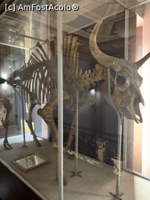 [P25] Sectorul paleontologic » foto by AZE
 - 
<span class="allrVoted glyphicon glyphicon-heart hidden" id="av1351158"></span>
<a class="m-l-10 hidden" id="sv1351158" onclick="voting_Foto_DelVot(,1351158,27913)" role="button">șterge vot <span class="glyphicon glyphicon-remove"></span></a>
<a id="v91351158" class=" c-red"  onclick="voting_Foto_SetVot(1351158)" role="button"><span class="glyphicon glyphicon-heart-empty"></span> <b>LIKE</b> = Votează poza</a> <img class="hidden"  id="f1351158W9" src="/imagini/loader.gif" border="0" /><span class="AjErrMes hidden" id="e1351158ErM"></span>