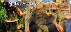 [P14] Dioramă - pisica sălbatică. » foto by tata123 🔱
 - 
<span class="allrVoted glyphicon glyphicon-heart hidden" id="av1517807"></span>
<a class="m-l-10 hidden" id="sv1517807" onclick="voting_Foto_DelVot(,1517807,27913)" role="button">șterge vot <span class="glyphicon glyphicon-remove"></span></a>
<a id="v91517807" class=" c-red"  onclick="voting_Foto_SetVot(1517807)" role="button"><span class="glyphicon glyphicon-heart-empty"></span> <b>LIKE</b> = Votează poza</a> <img class="hidden"  id="f1517807W9" src="/imagini/loader.gif" border="0" /><span class="AjErrMes hidden" id="e1517807ErM"></span>