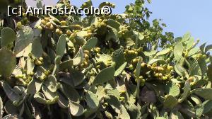 [P43] Cactusii sunt in mediul lor in Patmos. » foto by ovidiuyepi
 - 
<span class="allrVoted glyphicon glyphicon-heart hidden" id="av1219534"></span>
<a class="m-l-10 hidden" id="sv1219534" onclick="voting_Foto_DelVot(,1219534,27937)" role="button">șterge vot <span class="glyphicon glyphicon-remove"></span></a>
<a id="v91219534" class=" c-red"  onclick="voting_Foto_SetVot(1219534)" role="button"><span class="glyphicon glyphicon-heart-empty"></span> <b>LIKE</b> = Votează poza</a> <img class="hidden"  id="f1219534W9" src="/imagini/loader.gif" border="0" /><span class="AjErrMes hidden" id="e1219534ErM"></span>